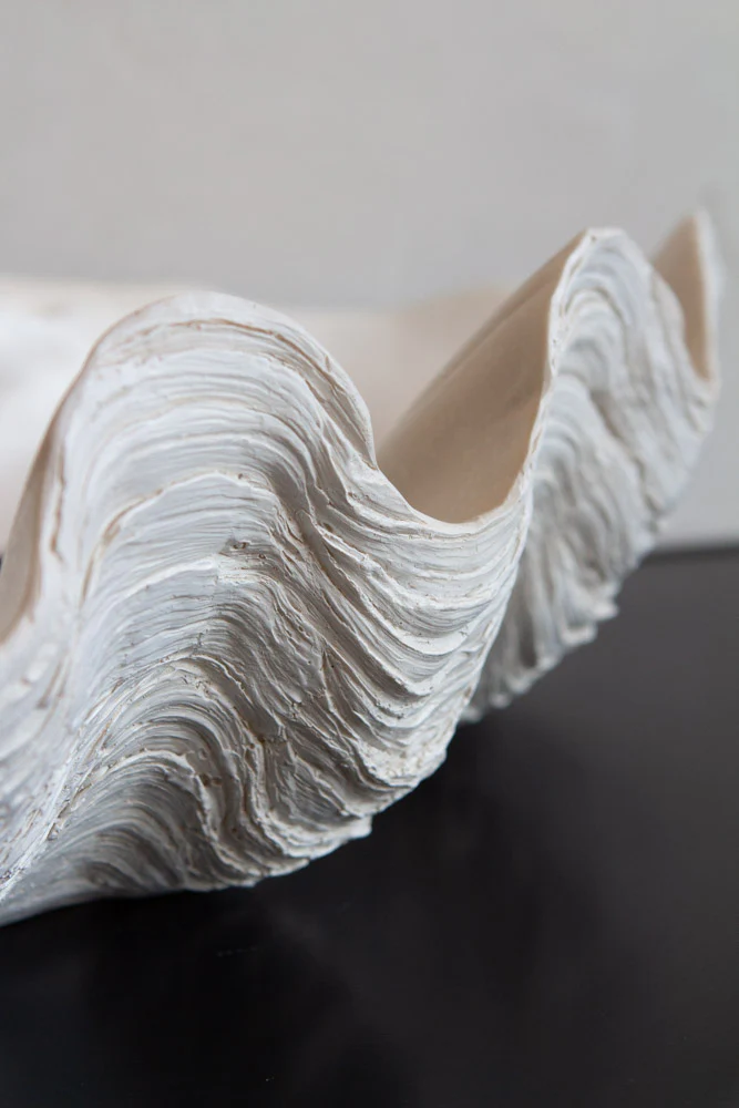 Large White Clam Shell Display Dish - Image 4