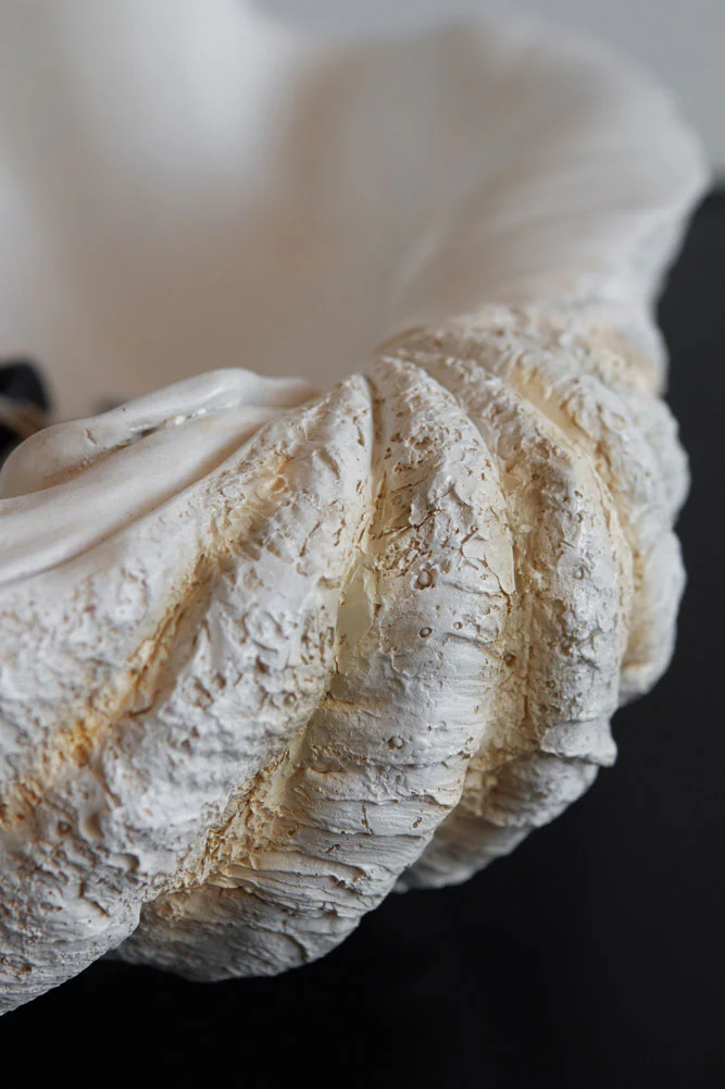 Large White Clam Shell Display Dish - Image 5