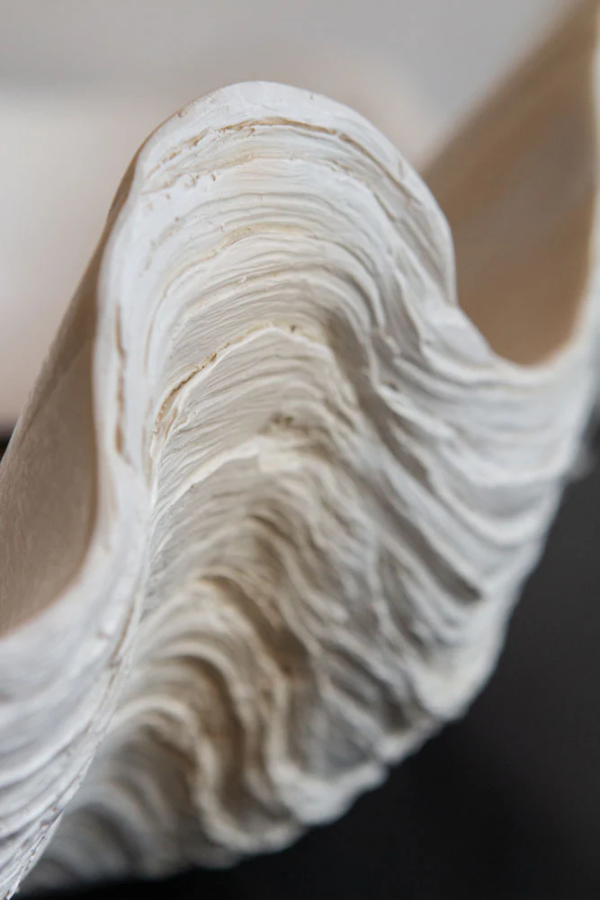 Large White Clam Shell Display Dish - Image 6